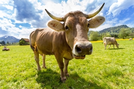 puur natuur eten